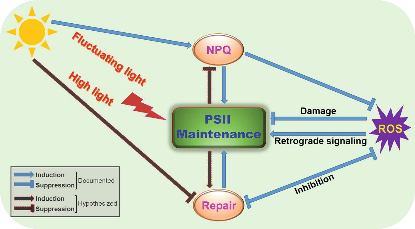 Frontiers A New Light On Photosystem Ii Maintenance In Oxygenic Photosynthesis Plant Science