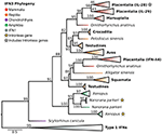 Frontiers | Discovery of All Three Types in Cartilaginous Fishes ...