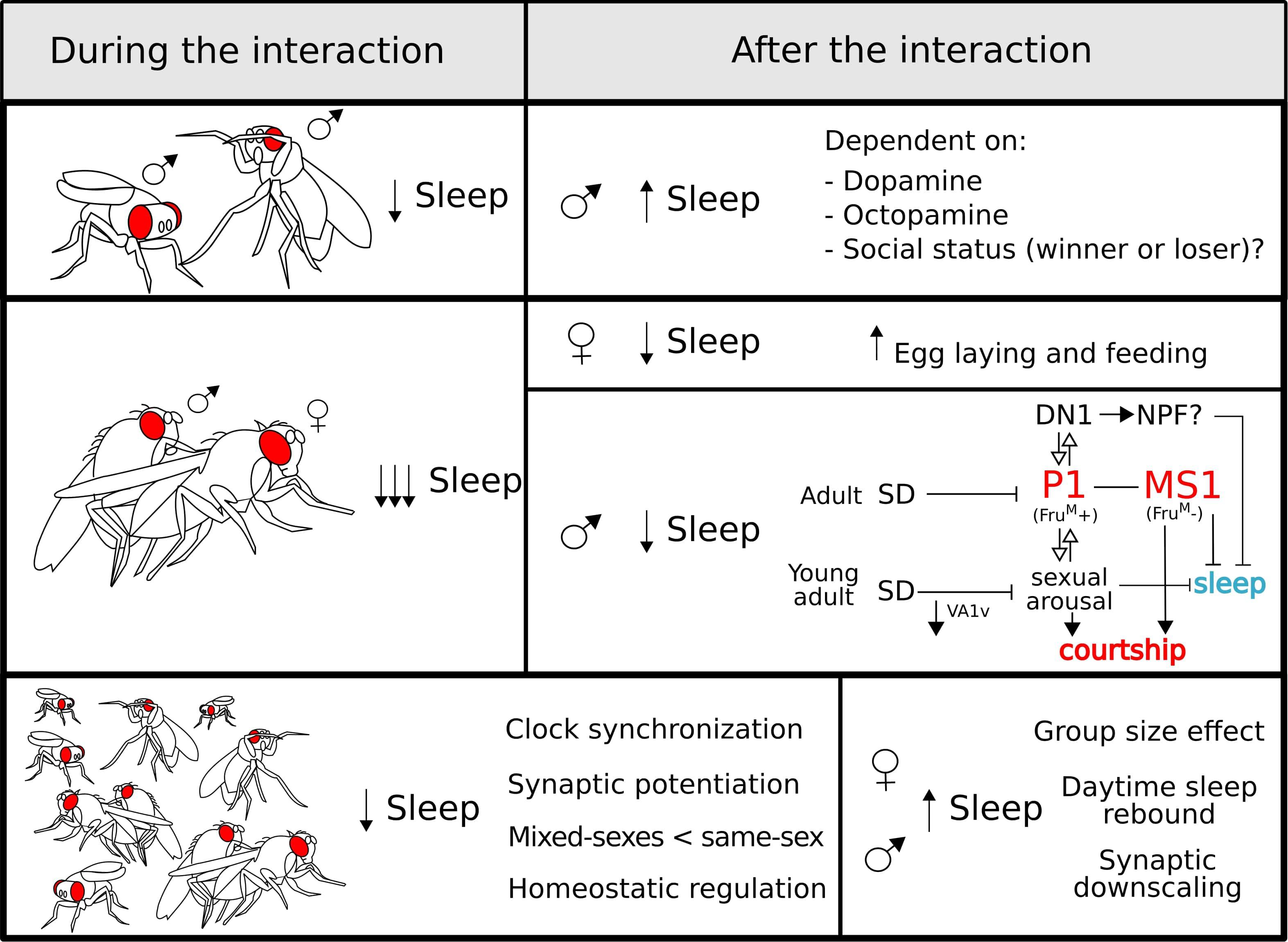 A Video Method To Study Drosophila Sleep