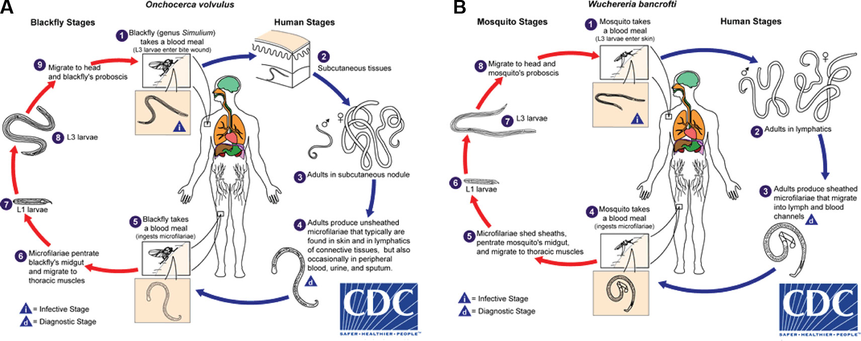 Serous Cavity Filariasis Life Cycle By Cdcscience Photo Library