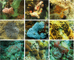 Frontiers | Sponges and Their Microbiomes Show Similar Community ...