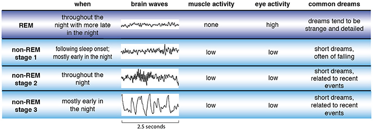 Figure 2 - There are four types of sleep—REM sleep (purple) and three stages of non-REM sleep (blue).