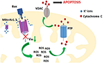 Frontiers | Voltage-Gated Potassium Channel Kv1.3 as a Target in ...