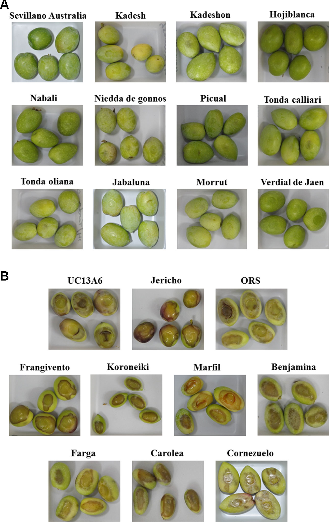 Frontiers | Green Olive Browning Differ Between Cultivars