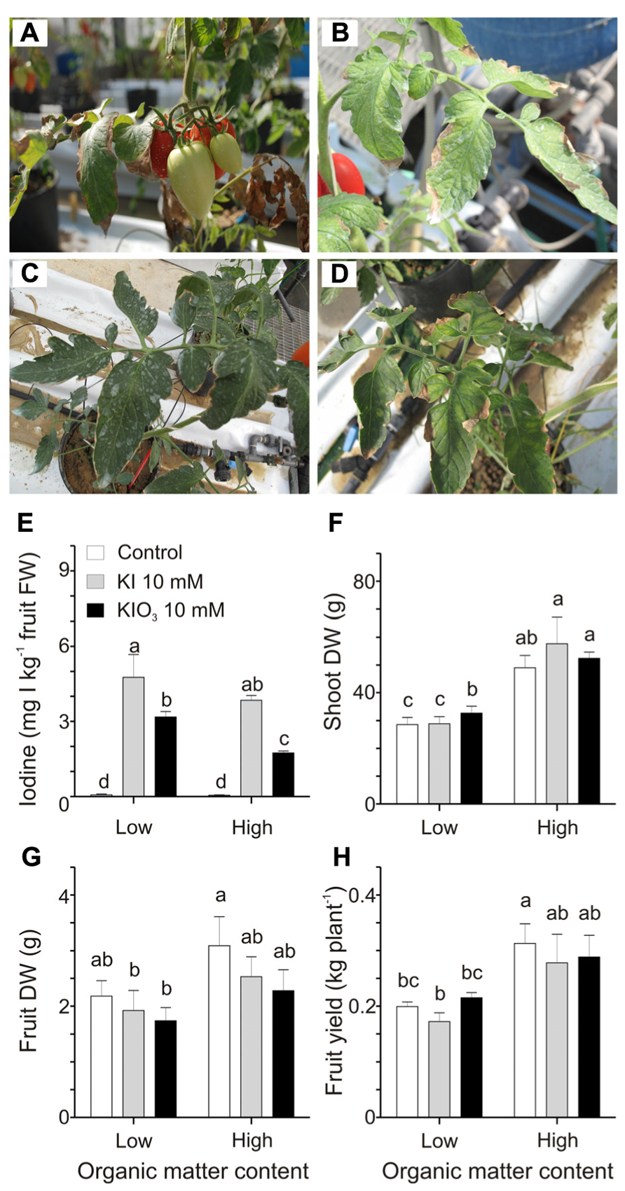 Frontiers Tomato Fruits A Good Target For Iodine Biofortification Plant Science