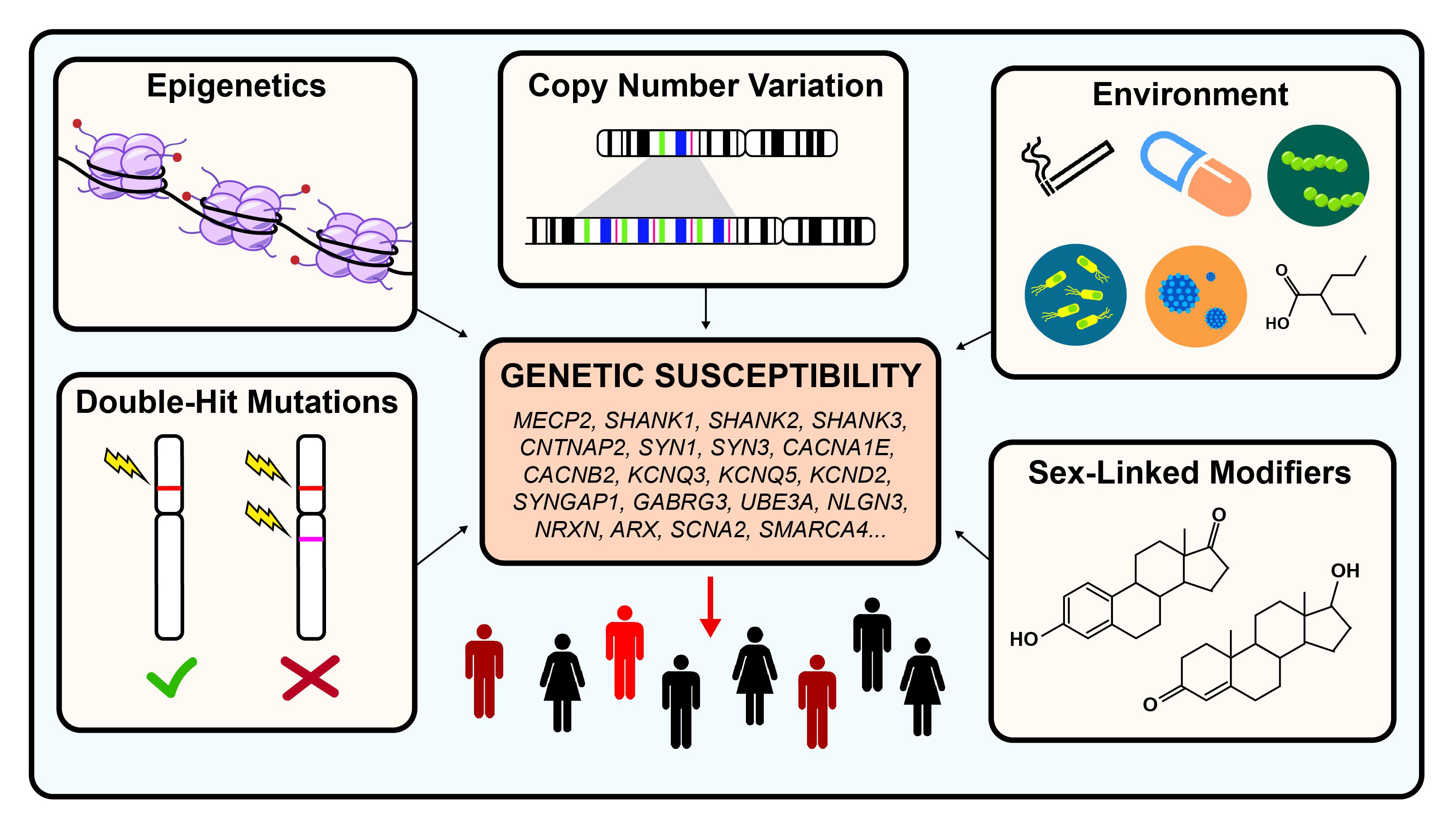 Adhd Karyotype 2 It Is A Photograph Of An Individuals Chromosomes 