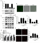 Frontiers | TMEM16A Inhibition Preserves Blood–Brain Barrier Integrity ...