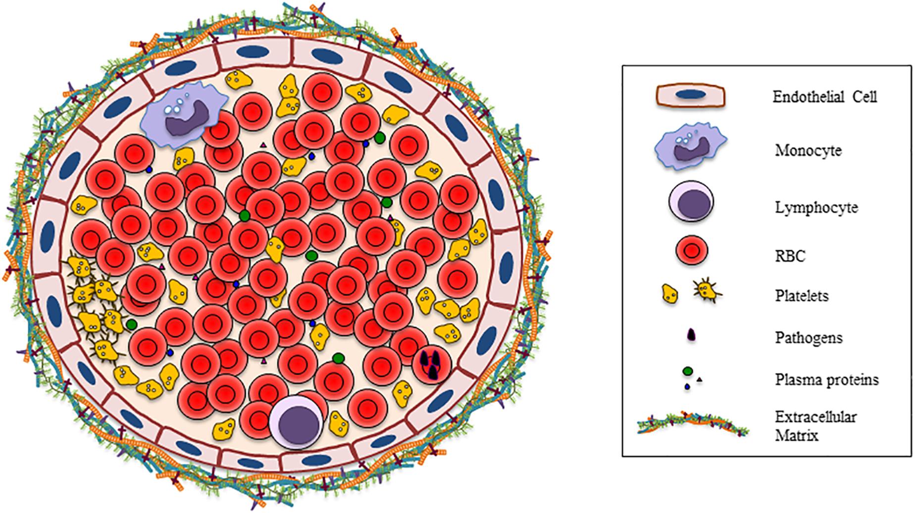 red-blood-cell-diagram