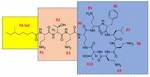 Frontiers | Polymyxins And Their Potential Next Generation As ...