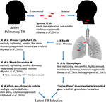 Frontiers | Mycobacterium tuberculosis Primary Infection and ...