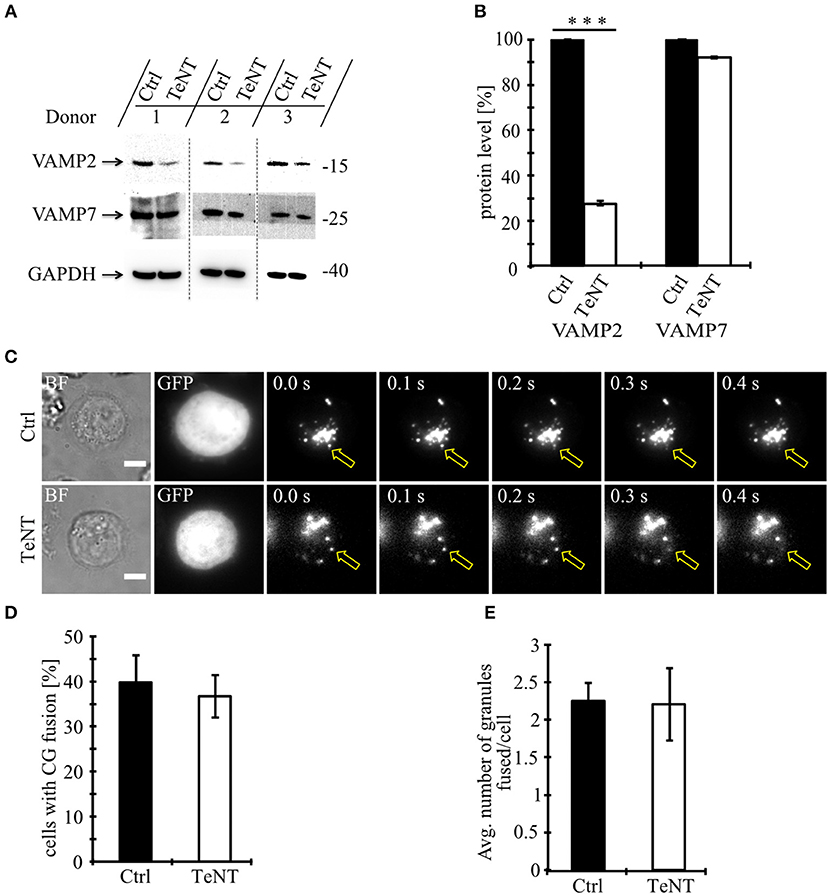 Frontiers Cytotoxic Granule Exocytosis From Human Cytotoxic T Lymphocytes Is Mediated By Vamp7 Immunology