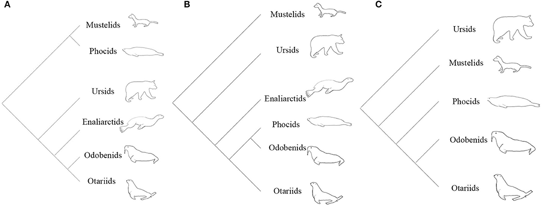 Frontiers A Total Evidence Phylogenetic Analysis Of Pinniped Phylogeny And The Possibility Of Parallel Evolution Within A Monophyletic Framework Ecology And Evolution