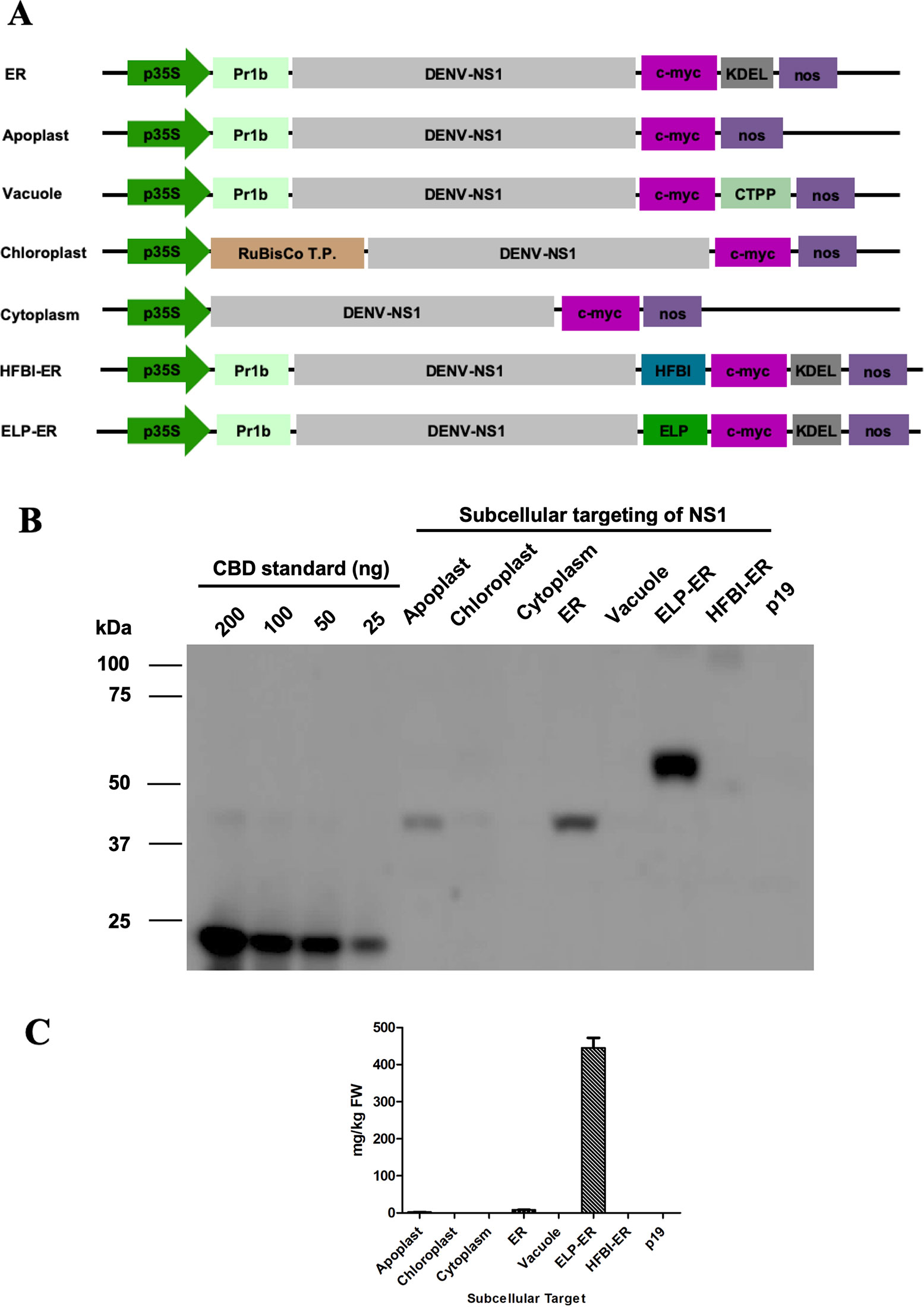 Frontiers Transient Expression Of Dengue Virus Ns1 Antigen In Nicotiana Benthamiana For Use As A Diagnostic Antigen Plant Science