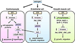 Frontiers | Regulatory Actions of Estrogen Receptor Signaling in the ...