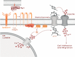 Frontiers | Thy-1/CD90 a Bidirectional and Lateral Signaling Scaffold ...