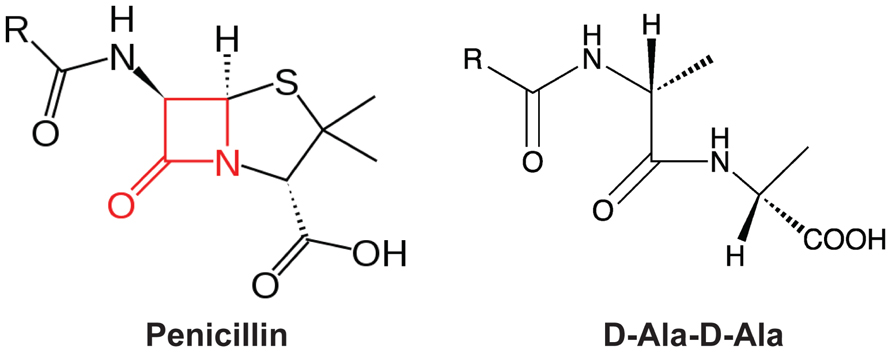 Penicillin g beta lactam