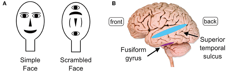 Does Everyone Pay Attention To People In The Same Way Frontiers For Young Minds