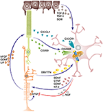 Frontiers | Microglia in Retinal Degeneration | Immunology