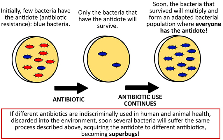 图2 -细菌对抗生素产生耐药性和变成超级细菌。