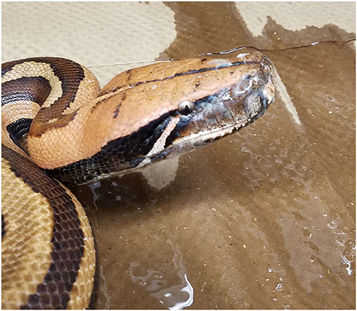 Nidovirus Snake Testing on Pythons 