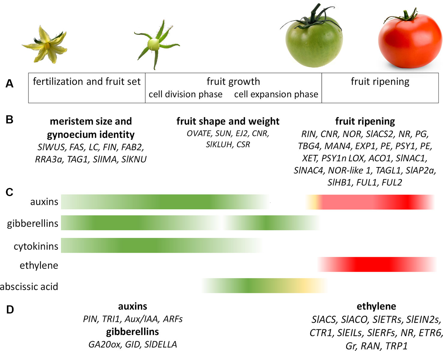 Frontiers Tomato Fruit Development And Metabolism Plant Science