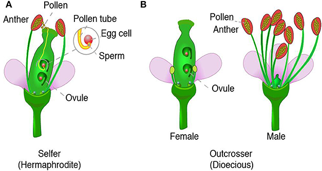 Flower Power A Close Look At Plant Reproduction Frontiers For Young Minds