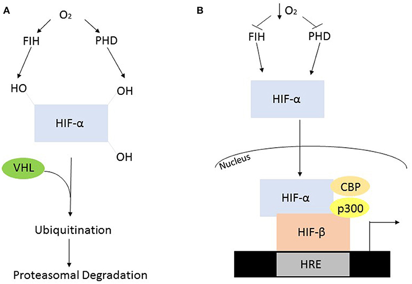 Frontiers Immunometabolism And Sepsis A Role For HIF