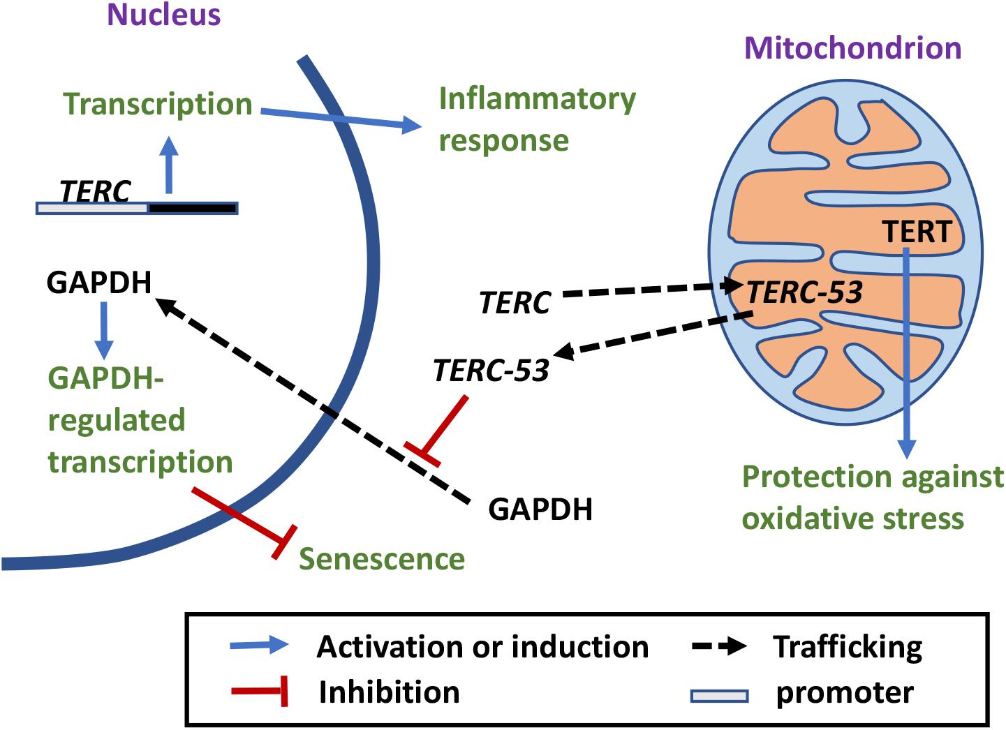 caloric restriction and telomere length