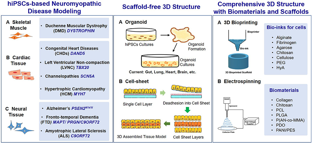 Pectin-GPTMS-Based Biomaterial: toward a Sustainable Bioprinting of 3D  scaffolds for Tissue Engineering Application
