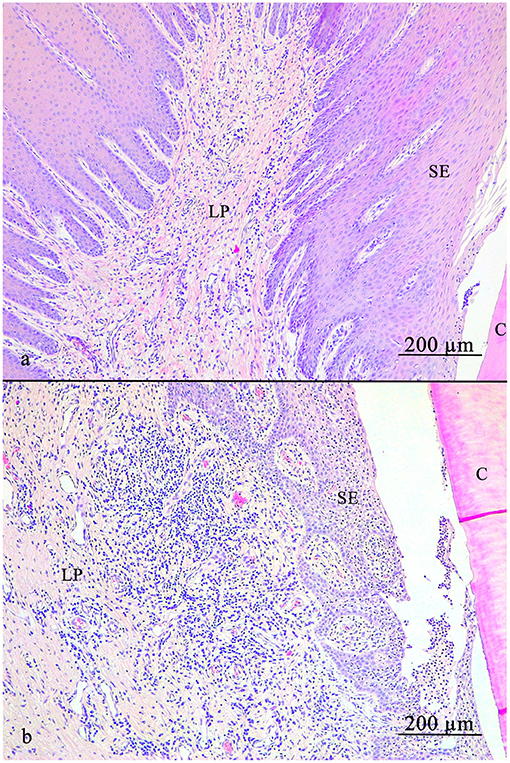 sulcular epithelium histology