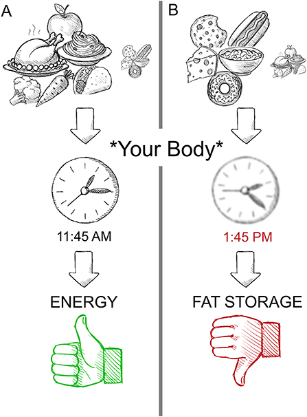 Figure 2 - The food you eat can change your body clock’s time.