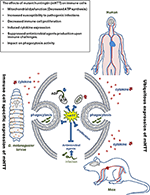 Frontiers | Expression of Human Mutant Huntingtin Protein in Drosophila ...