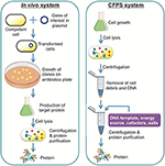 Frontiers | Exploring the Potential of Cell-Free Protein Synthesis for ...