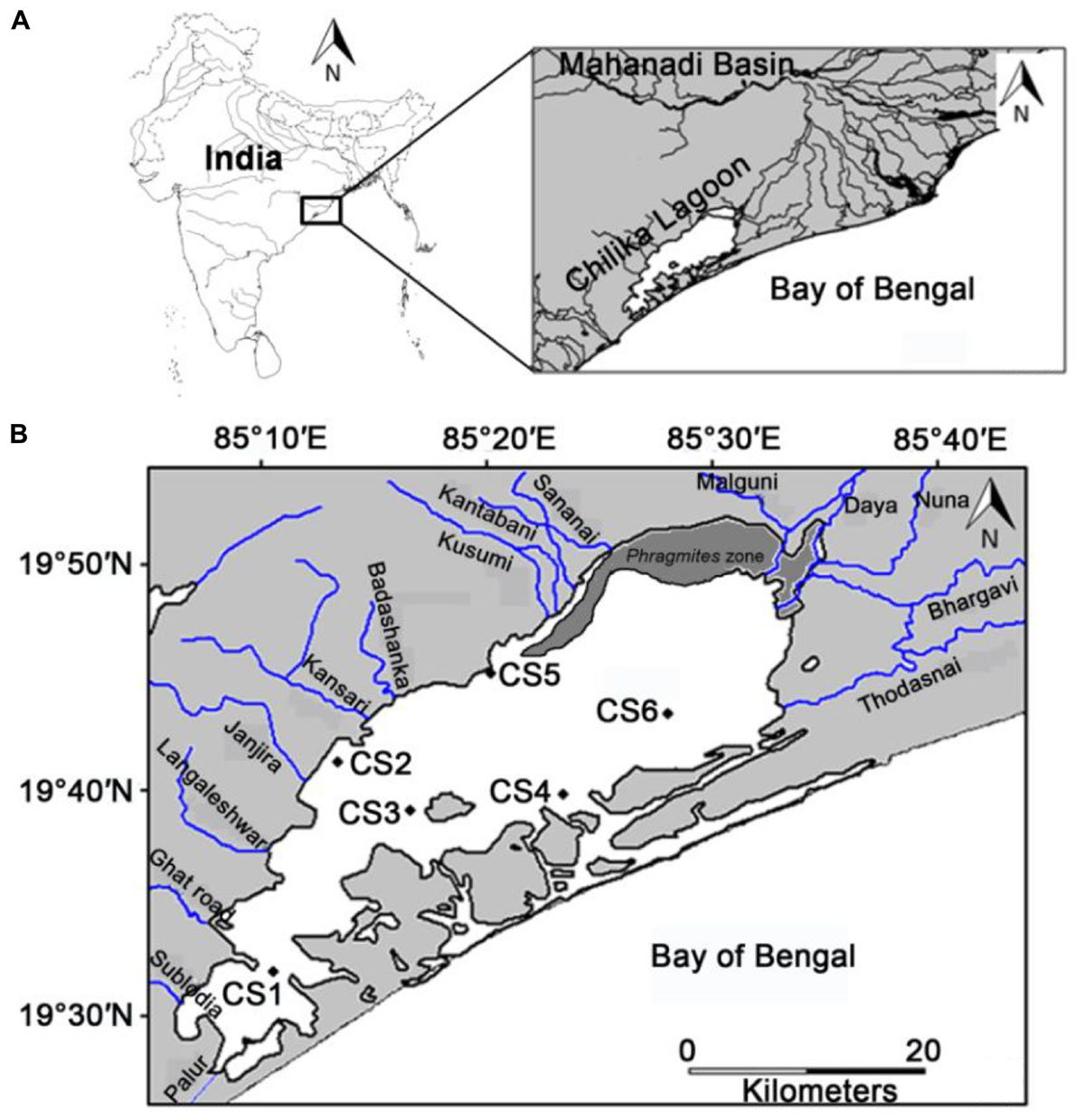 Frontiers Understanding Impact Of Seasonal Nutrient Influx On Sedimentary Organic Carbon And Its Relationship With Ammonia Spp In A Coastal Lagoon Marine Science