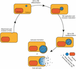 Frontiers | Sphingolipid Metabolism and Transport in Chlamydia ...