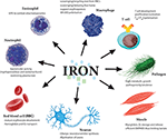 Frontiers | The Role Of Iron Regulation In Immunometabolism And Immune ...