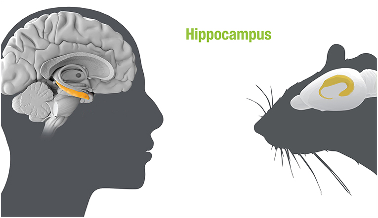 图1——海马体在人类和老鼠的大脑。