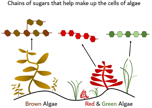 איור 1 - דוגמאות לסוגים שונים של אצות, כולל הסוגים חום, אדום וירוק.