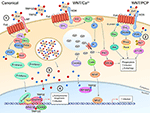 Frontiers | Bacterial Manipulation of Wnt Signaling: A Host-Pathogen ...