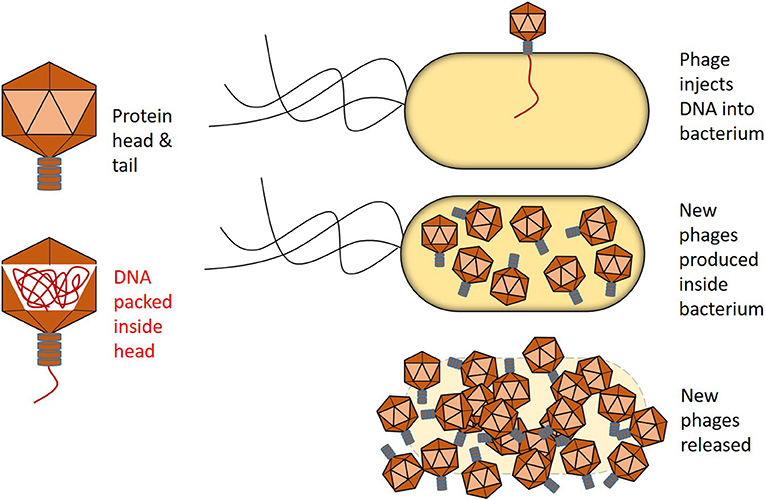 איור2 -לבקטריופאגיםישראשיםוזנבותשעשוייםמחלבונים(שמאללמעלה),שמכיליםדנ”א(שמאללמטה)。