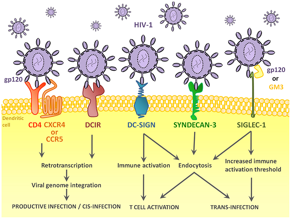 Hiding in Plain Sight: How HIV Evades Innate Immune Responses: Cell