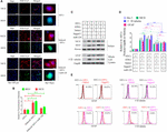 Frontiers | Long Non-coding RNA Maternally Expressed 3 Increases the ...