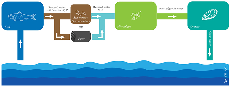 شكل 2 - رسم تخطيطي للوصلات بين الخزانات في نظام تربية أحياء مائية تجريبي متكامل متعدد التغذية.