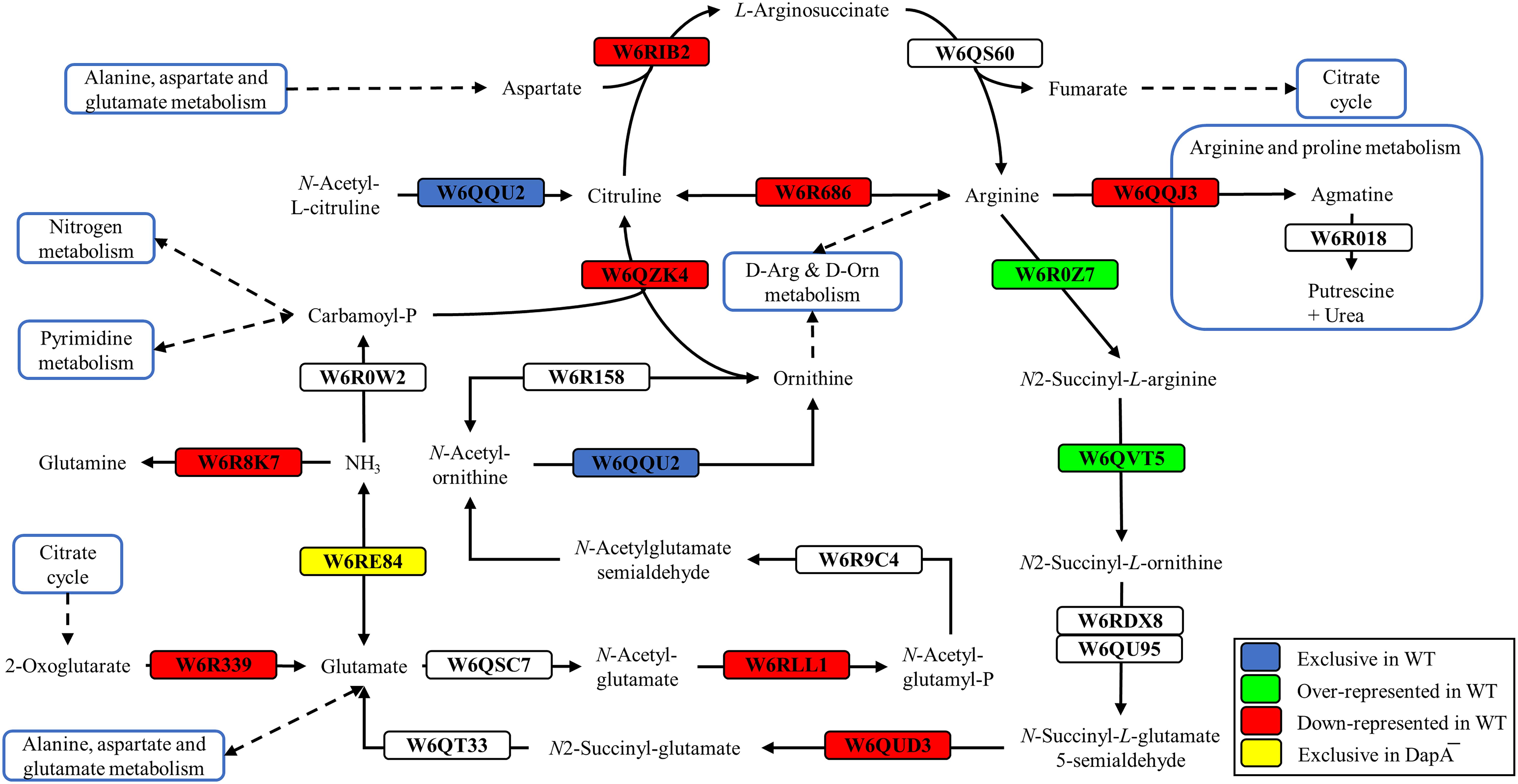 Frontiers | Role of the Dihydrodipicolinate Synthase DapA1 on Iron ...