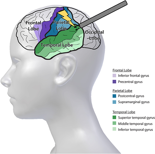 图1——我们的大脑是由不同地区的重要的帮助我们做不同的任务。