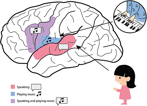 图3言论——大脑某些区域的主要过程和一些地区主要过程的音乐。
