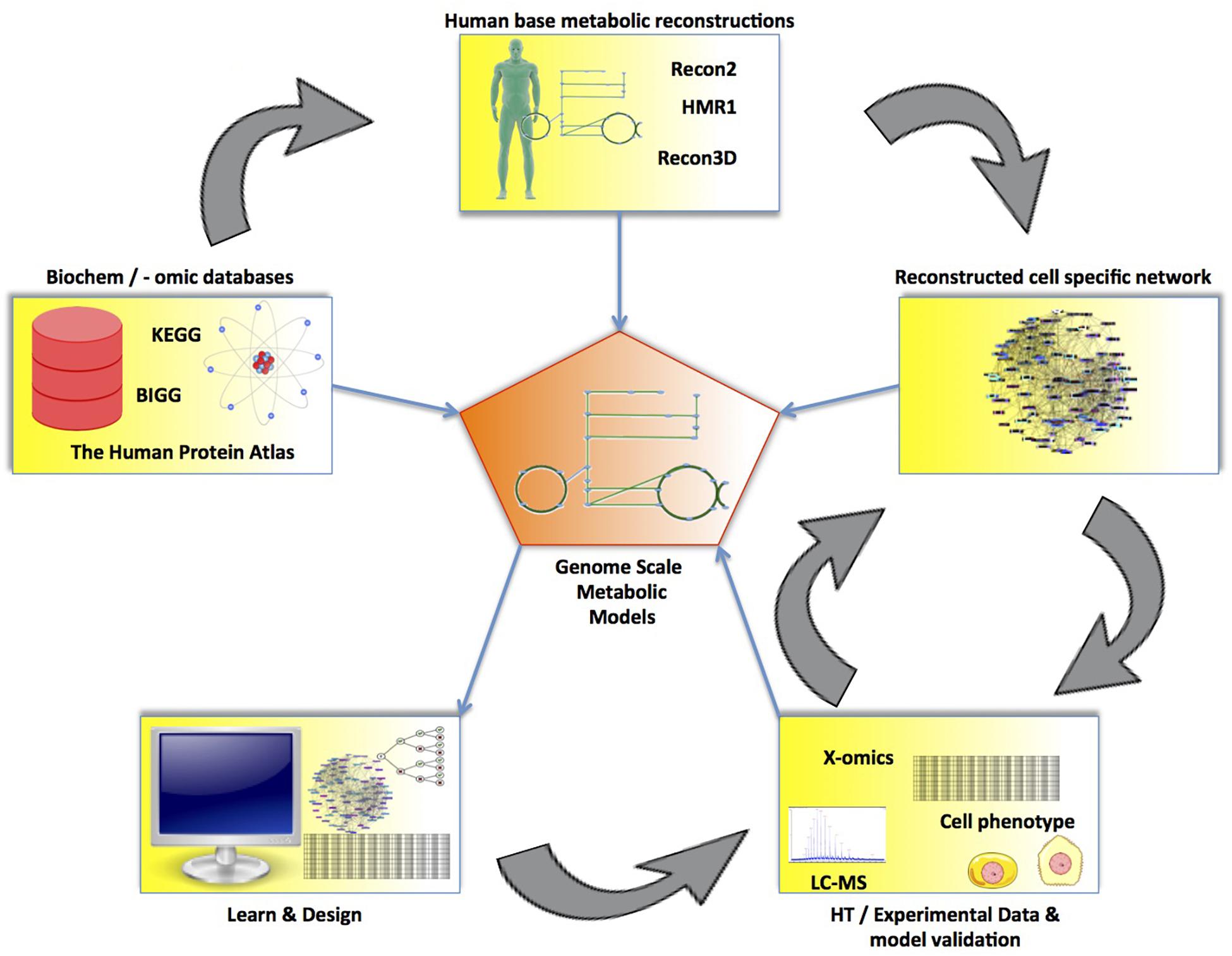 Frontiers Current Status And Future Prospects Of Genome Scale Metabolic Modeling To Optimize The Use Of Mesenchymal Stem Cells In Regenerative Medicine Bioengineering And Biotechnology