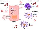 Frontiers | Immunopathogenesis of Hepatic Brucellosis | Cellular and ...