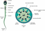 Frontiers | Importance of SLC26 Transmembrane Anion Exchangers in Sperm ...