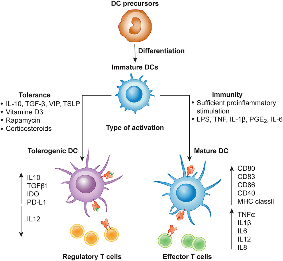 Frontiers | Induction of Tolerance and Immunity by Dendritic Cells ...